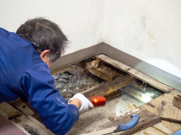 Mold Removal Process in Tooele, UT