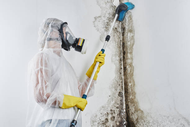 Best Residential Mold Removal  in Tooele, UT
