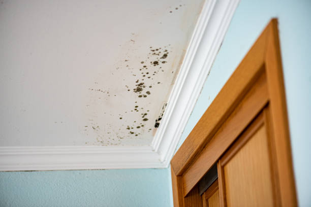 Best Black Mold Removal  in Tooele, UT