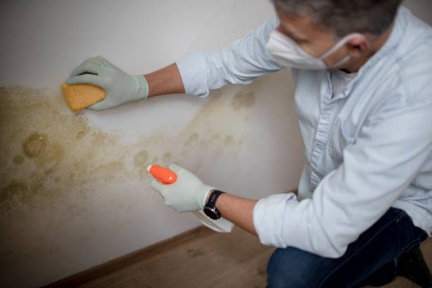 Best Mold Testing  in Tooele, UT