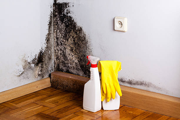 Best Fast Mold Removal  in Tooele, UT