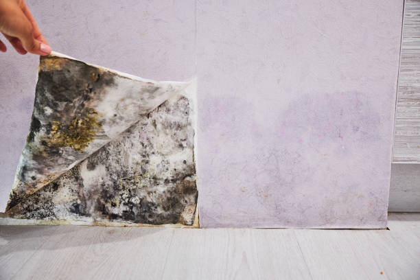 Best Mold Damage Repair  in Tooele, UT